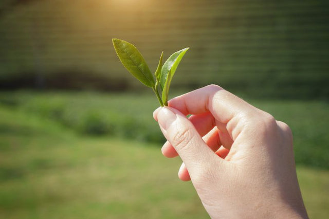 10 Things about Japanese Green Tea Harvesting You (Probably) Didn't Know