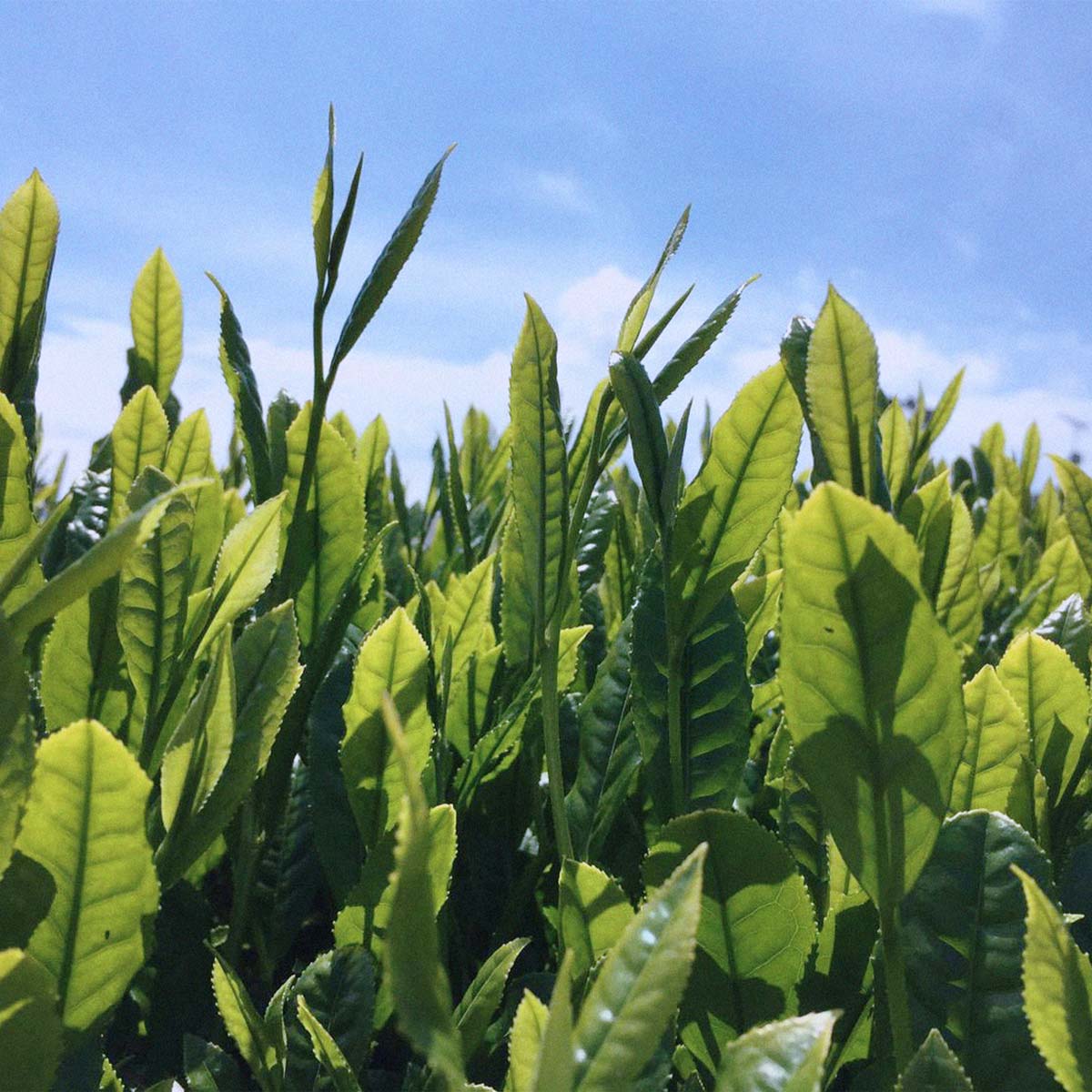 Premium Sourced Green Tea