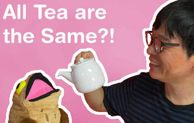 All Tea Are The Same?! -  ChaCha's Green Tea Room Video