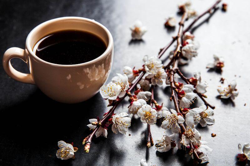 Fukuoka 福岡: Coffee blooming by the Sakura