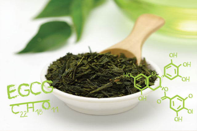 Green Tea Science Part 1: Polyphenols, Catechins and EGCG - 15 Commonly Asked Questions and How You Can Benefit