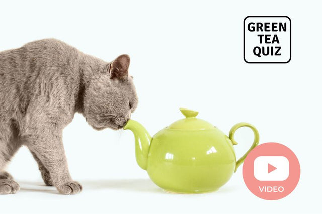 Is Green Tea Good for Dogs and Cats? - Green Tea Quiz