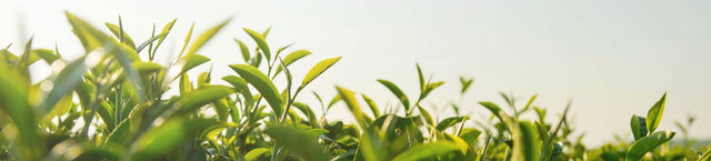 Japanese Green Tea Co.