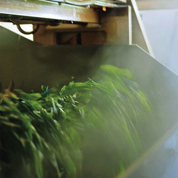 DEEP-STEAMED GREEN TEA
