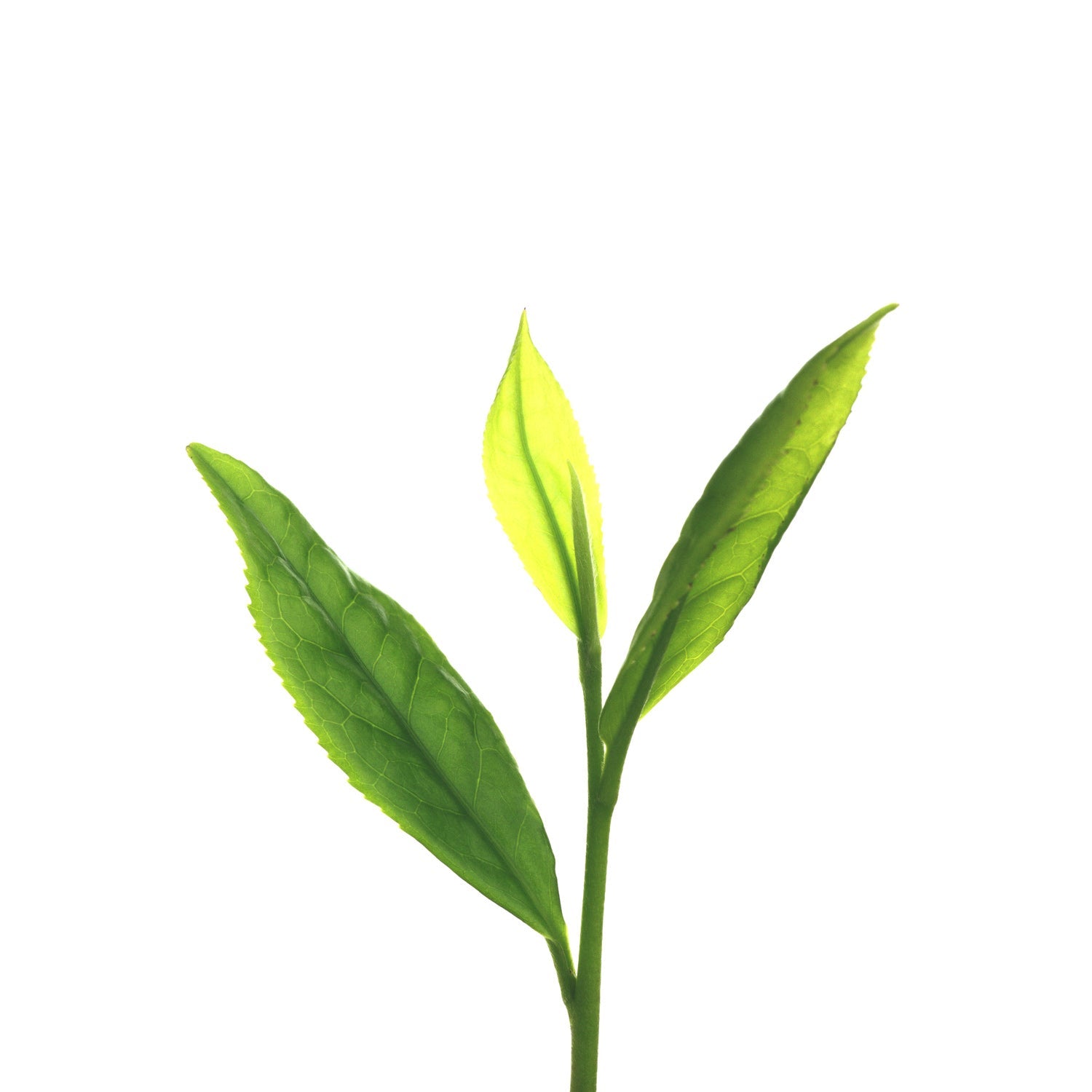 Benifuuki - Allergy Relief Japanese Green Tea Powder (50g)