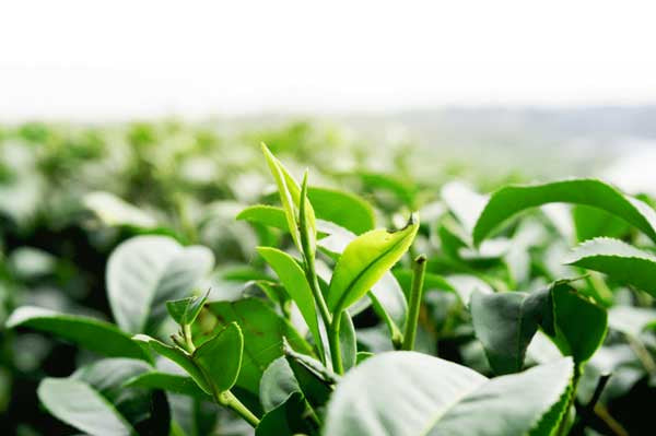 First Crop Green Tea