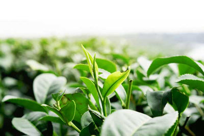 First Crop Green Tea