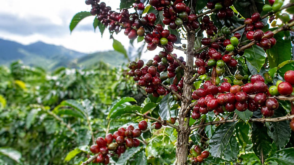 Coffee berries on a branch with a mountainous landscape in the background
