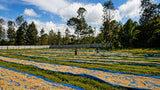 Drying of yellow flowers on blue mats in a field with trees and blue sky.