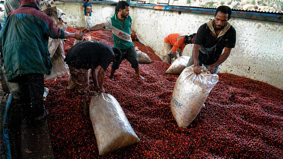 Workers handling sacks of red coffee beans in a storage area.