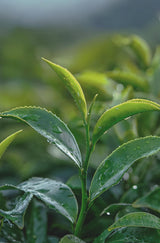 Japanese Diet Pu-Erh Tea - Saryu Soso