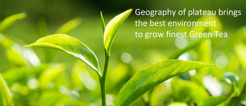 Close-up of a young green tea shoot, captioned Geography of plateau brings the best environment to grow finest Green Tea