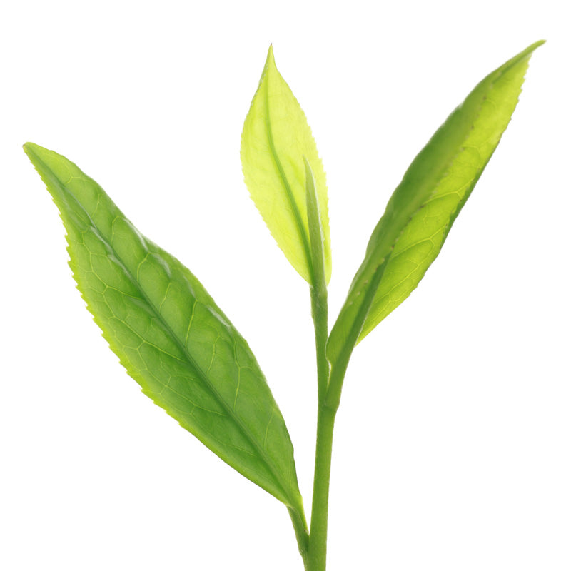 Grown in sugarcane Soil