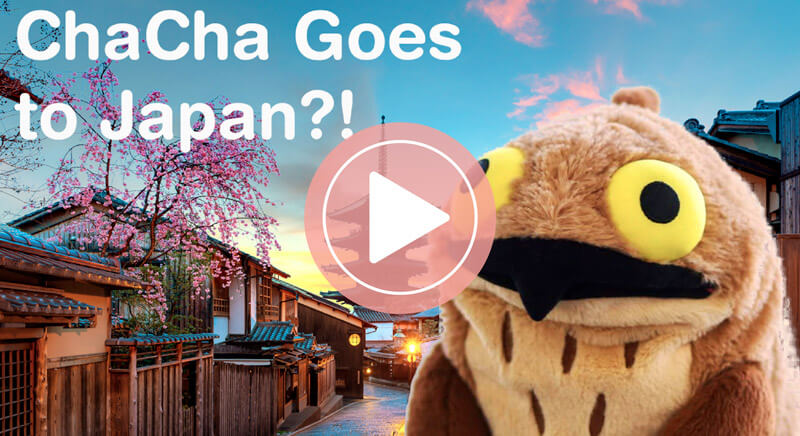 ChaCha goes to Japan